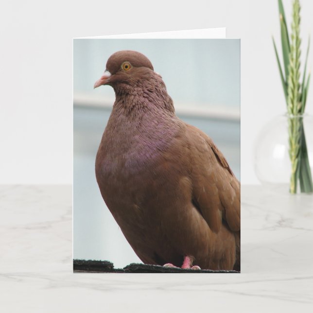 Modena Pigeon vid namn Big Red Kort (Framsida)