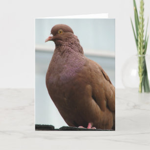 Modena Pigeon vid namn Big Red Kort