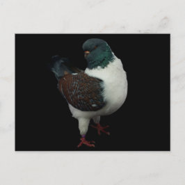Modena Pigeon-vykort Vykort