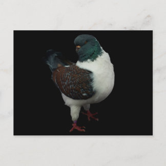 Modena Pigeon-vykort Vykort