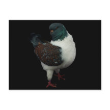 Modena Pigeon-vykort