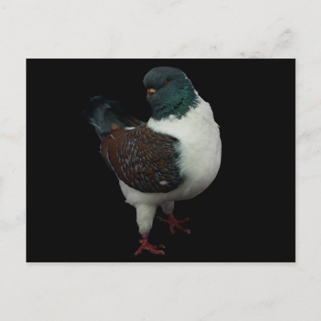 Modena Pigeon-vykort Vykort (Framsida)