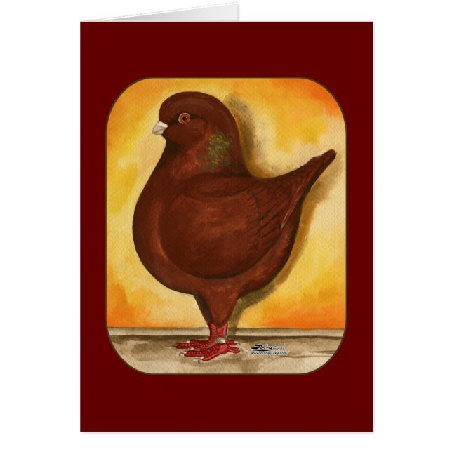 Modena Red Schietti Pigeon OBS Kort (Framsidan)