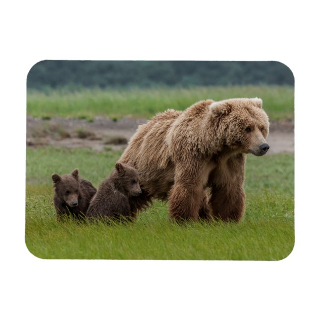 Moder Grizzybjörn med tvillingungar Magnet (Horisontell)