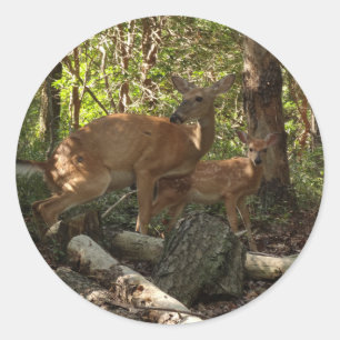 Moder och spädbjörn vid Shenandoah National Park Runt Klistermärke