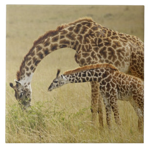 Moder och unge Masai-Giraff, Giraffa Kakelplatta