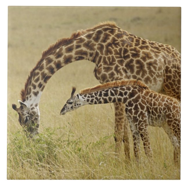 Moder och unge Masai-Giraff, Giraffa Kakelplatta (Framsidan)