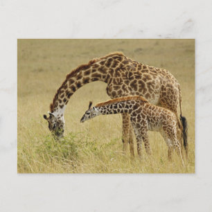 Moder och unge Masai-Giraff, Giraffa Vykort