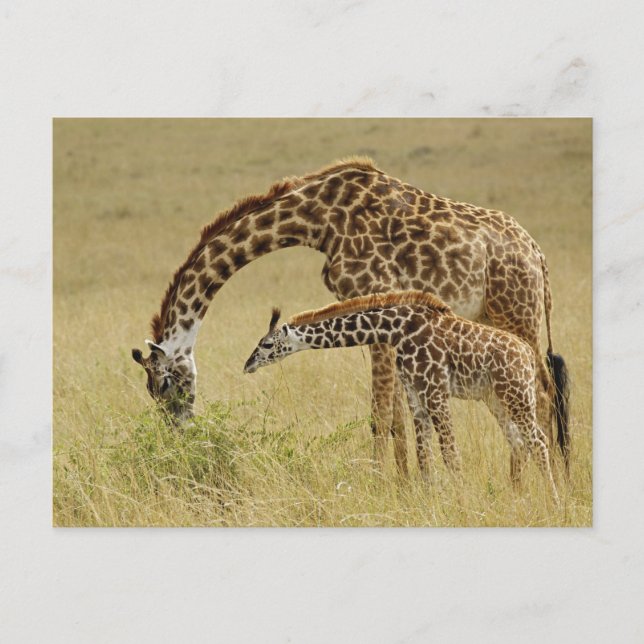 Moder och unge Masai-Giraff, Giraffa Vykort (Framsida)