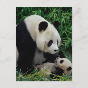Moder panda och unge i bambubuskage, Wolong Vykort