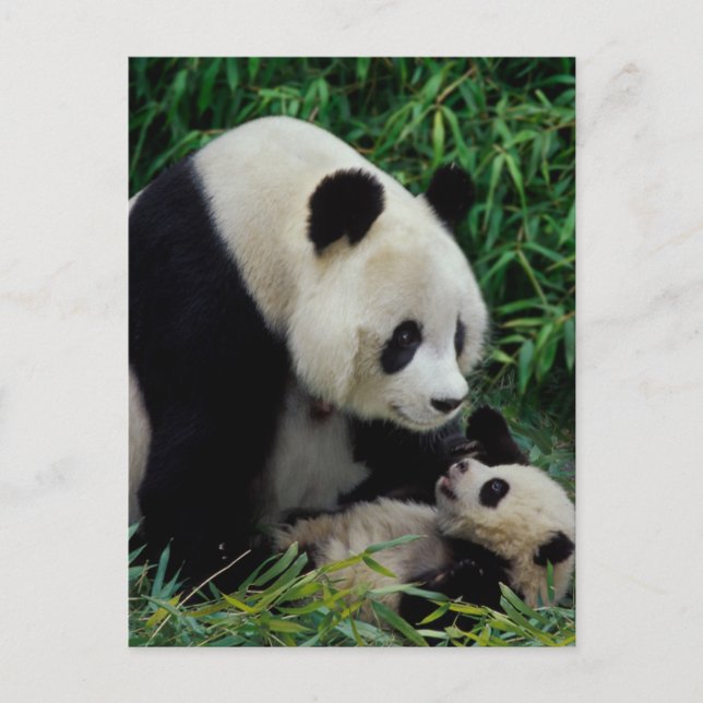 Moder panda och unge i bambubuskage, Wolong Vykort (Framsida)