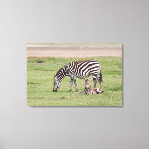 Moder zebra med nyfödd zebraunge canvastryck