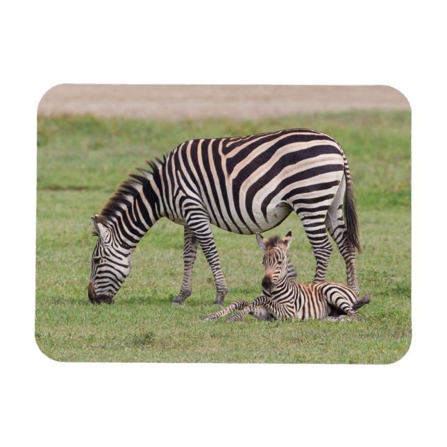 Moder zebra med nyfödd zebraunge magnet (Horisontell)