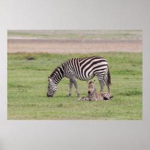 Moder zebra med nyfödd zebraunge poster
