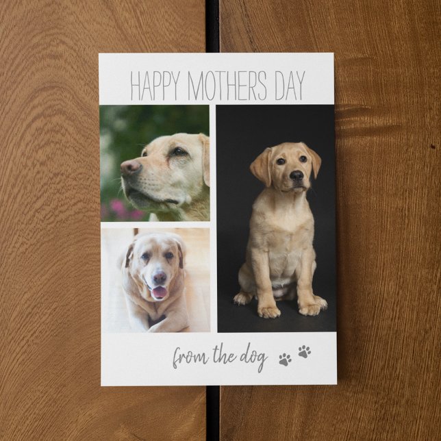 Modern 3-fotosamling | Från Hund Julkort (Skapare uppladdad)