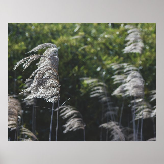 Modern Abstract Botanical Art – Nature Shapes Poster (Framsidan)