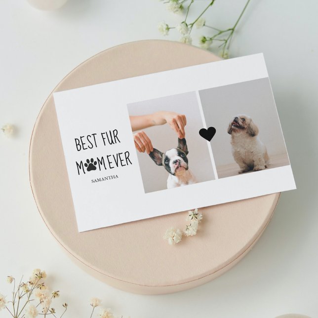 Modern bästa Päls Mamma | Hund Photo (Skapare uppladdad)