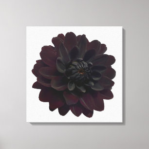 Modern blomma för blommigtsvartDahlia Canvastryck
