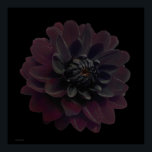 Modern Blommigt Pop Art Black Dahlia Flower på Bla Poster<br><div class="desc">Den vackraste sammetsblomman på den här coolan och den moderna blommigten är en lila av svart dahlia-blomma från ett fotografi av Paul Stickland. En gotisk blomma på en svart popkons fyrkantig bakgrund. Jag gör kärlek dahlias och odlar mycket i vår trädgård, det finns något mycket speciellt med det intensiva färgen...</div>