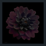 Modern Blommigt Pop Art Black Dahlia Flower på Bla Poster<br><div class="desc">Den vackraste sammetsblomman på den här coolan och den moderna blommigten är en lila av svart dahlia-blomma från ett fotografi av Paul Stickland. En gotisk blomma på en svart popkons fyrkantig bakgrund. Jag gör kärlek dahlias och odlar mycket i vår trädgård, det finns något mycket speciellt med det intensiva färgen...</div>