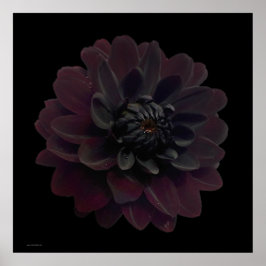 Modern Blommigt Pop Art Black Dahlia Flower på Bla Poster