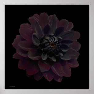 Modern Blommigt Pop Art Black Dahlia Flower på Bla Poster