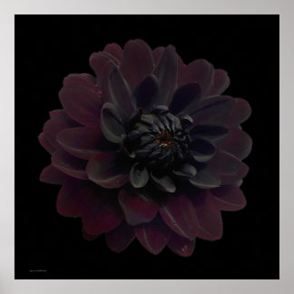 Modern Blommigt Pop Art Black Dahlia Flower på Bla Poster