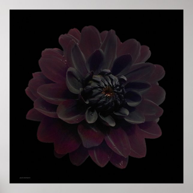 Modern Blommigt Pop Art Black Dahlia Flower på Bla Poster (Framsidan)