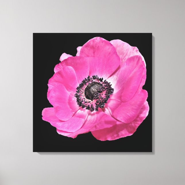Modern Blommigt Vibrant Bright Rosa Poppy Black Canvastryck (Framsida)