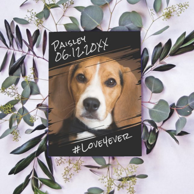 Modern Chic Elegant Enkel Svart Husdjur Hund Minne Vykort (Skapare uppladdad)