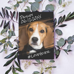 Modern Chic Elegant Simple Black Pet Hund Keepsak Vykort