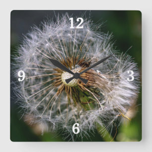 Modern Close Dandelion Photo Fyrkantig Klocka