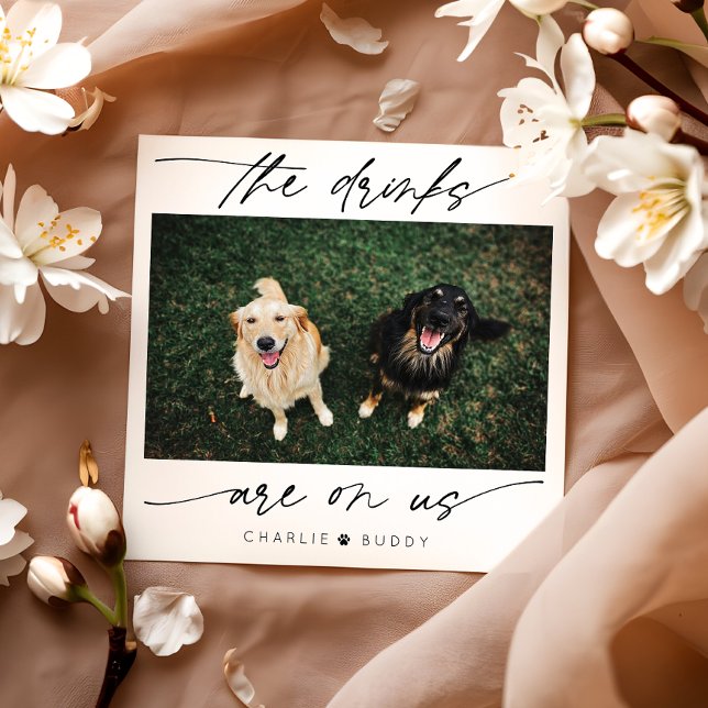 Modern dränering finns på USA:s Pet Photo Pappersservett (Skapare uppladdad)