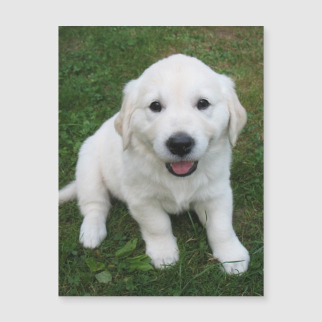 Modern enkel Anpassningsbar Pet Photo Refridgerato (Framsida)