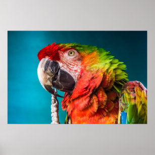 Modern fotografi av papegoja poster