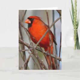 Modern italiensk julkardinal helgkort