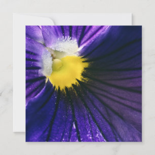 Modern modernt fotot av inspirationspansy-makro fö