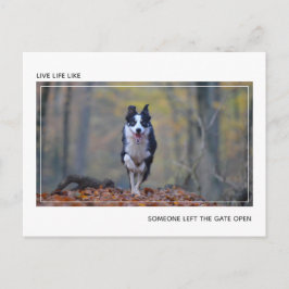 Modern Motiv Hund Studenten Grattisar Vykort