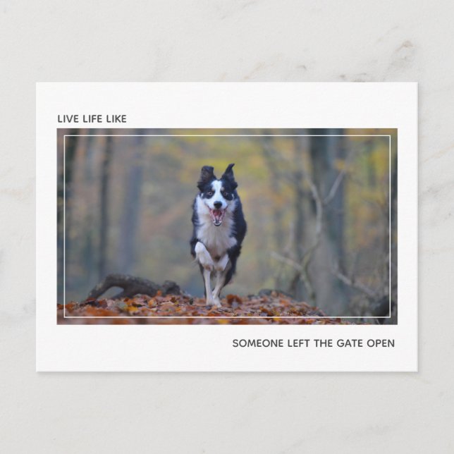 Modern Motiv Hund Studenten Grattisar Vykort (Framsida)