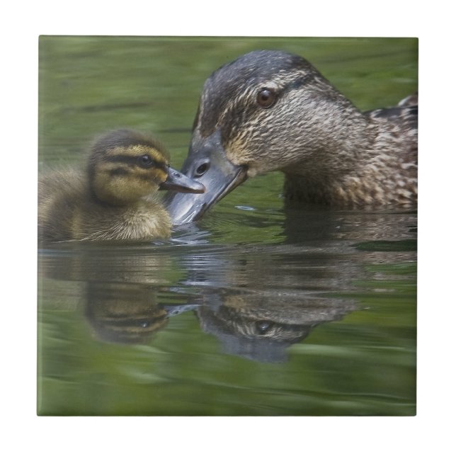 Modern och ducklingen belägger med tegel kakelplatta (Framsidan)
