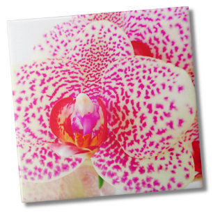 Modern orchid Rosa Flower Kakelplatta