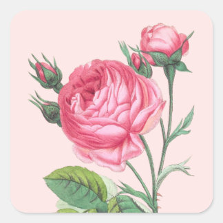 Modern pastell rosa ros blommig fyrkantigt klistermärke