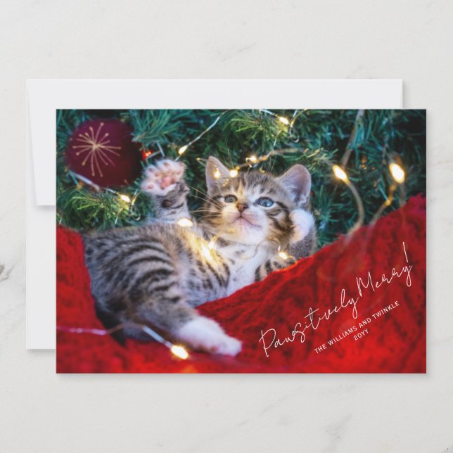 Modern Pet Photo Script Pawsitively Merry Julkort (Framsida)