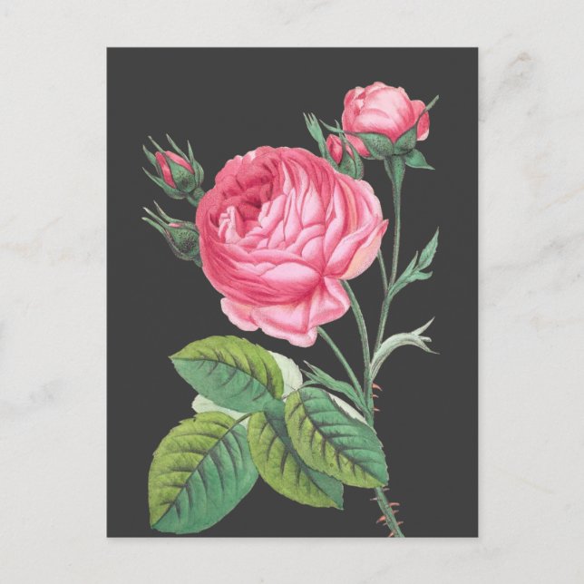 Modern rosa blomster vykort (Framsida)