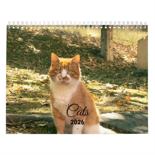 Modern Söt Rolig Husdjur Kattunge Katt Bilder Kale Kalender (Omslag)