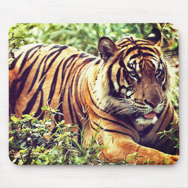 Modern Sumatran Tiger Mousepad Musmatta (Framsidan)