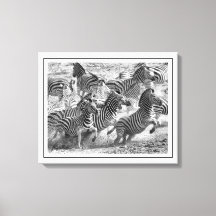 Modern svart och vitt fotografi Fine Art Zebra