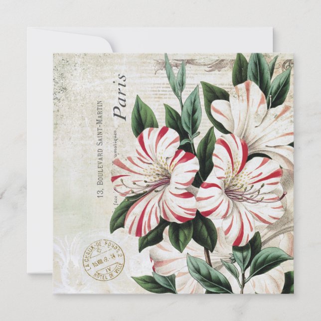 modern vintage fransk amarylis (Framsida)