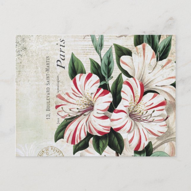 modern vintage fransk amarylis vykort (Framsida)