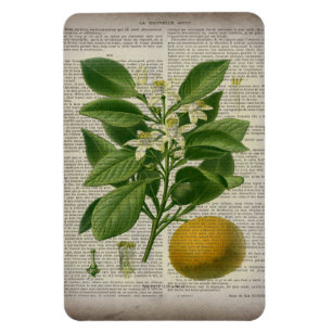 Modern vintage fransk land botaniska konstens oran magnet